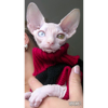 Uživatelský avatar