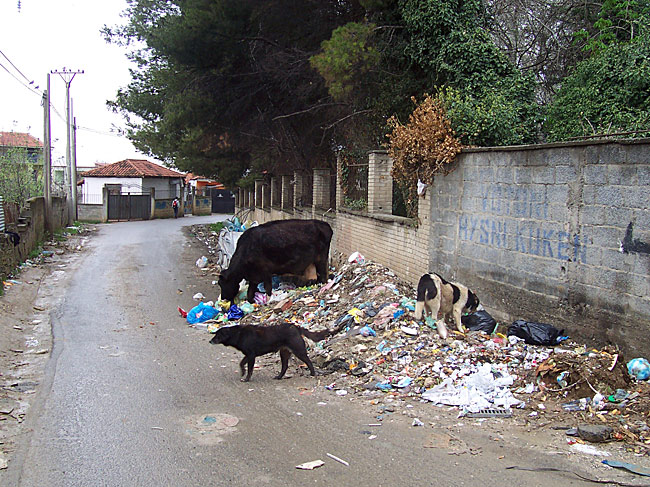tirana.jpg